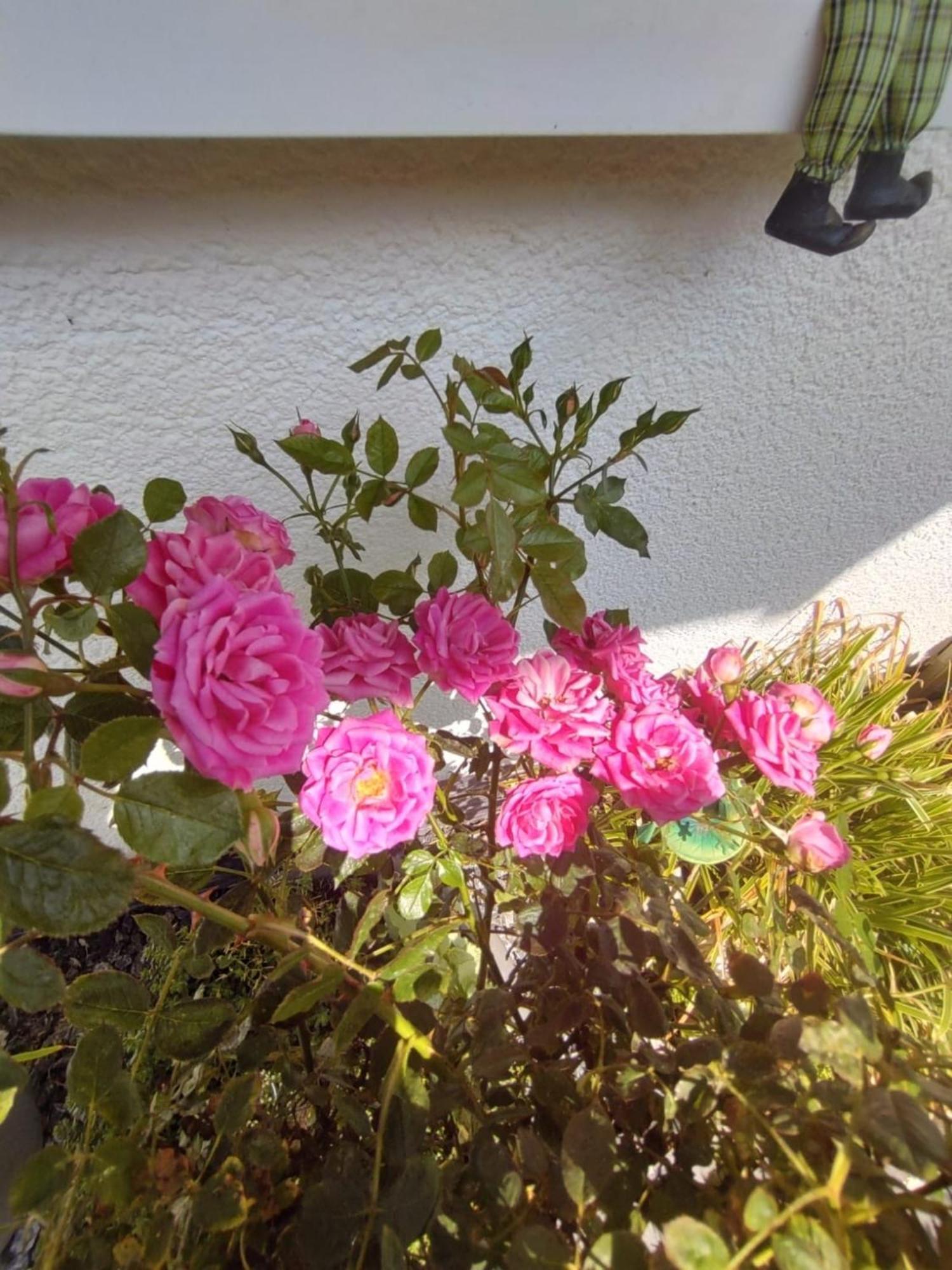 Ferienwohnung Rosa Horn-Bad Meinberg Zewnętrze zdjęcie